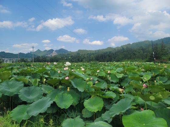 BB电子 BB电子的游戏广黔越山海 同心奔共富(图5)