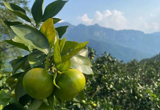 BB电子 BB电的app甜蜜蜜！湖北宜昌高山蜜桔135元箱包邮到家口汁开胃解秋馋！(图3)