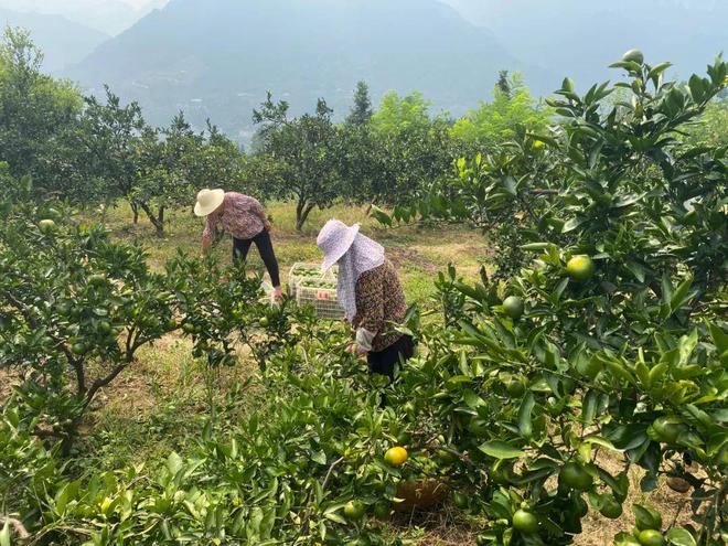 BB电子 BB电的app甜蜜蜜！湖北宜昌高山蜜桔135元箱包邮到家口汁开胃解秋馋！(图4)