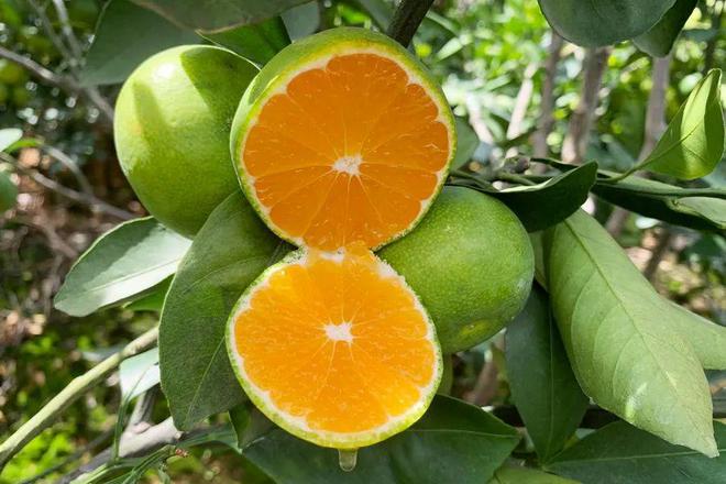 BB电子 BB电的app甜蜜蜜！湖北宜昌高山蜜桔135元箱包邮到家口汁开胃解秋馋！(图8)