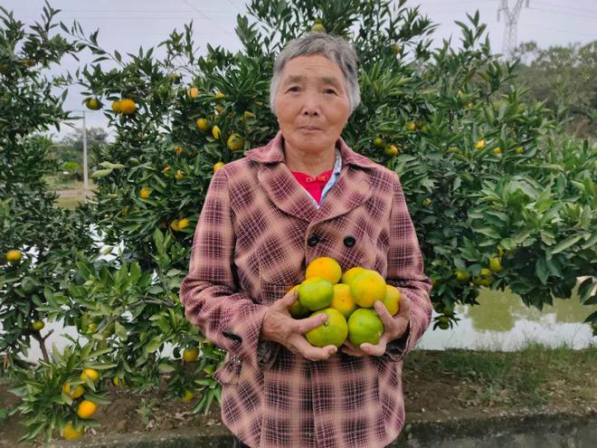 BB电子 BB电的app甜蜜蜜！湖北宜昌高山蜜桔135元箱包邮到家口汁开胃解秋馋！(图12)
