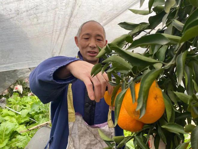 BB电子 BB电的app一方水土养一方柑！四川蒲江现摘「春见耙耙柑」279元箱包邮到家！柔嫩爆汁无渣清甜！！(图1)