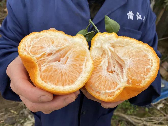 BB电子 BB电的app一方水土养一方柑！四川蒲江现摘「春见耙耙柑」279元箱包邮到家！柔嫩爆汁无渣清甜！！(图3)