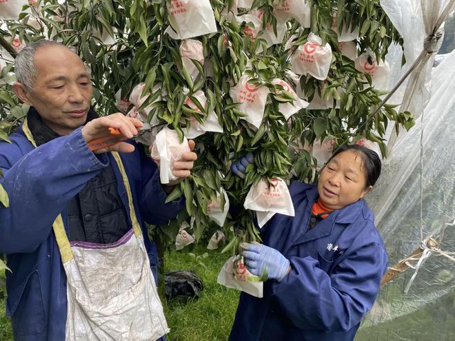 BB电子 BB电的app一方水土养一方柑！四川蒲江现摘「春见耙耙柑」279元箱包邮到家！柔嫩爆汁无渣清甜！！(图2)