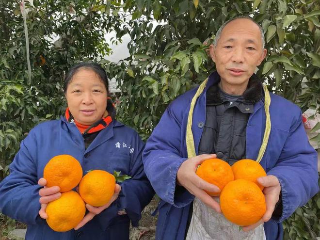 BB电子 BB电的app一方水土养一方柑！四川蒲江现摘「春见耙耙柑」279元箱包邮到家！柔嫩爆汁无渣清甜！！(图5)