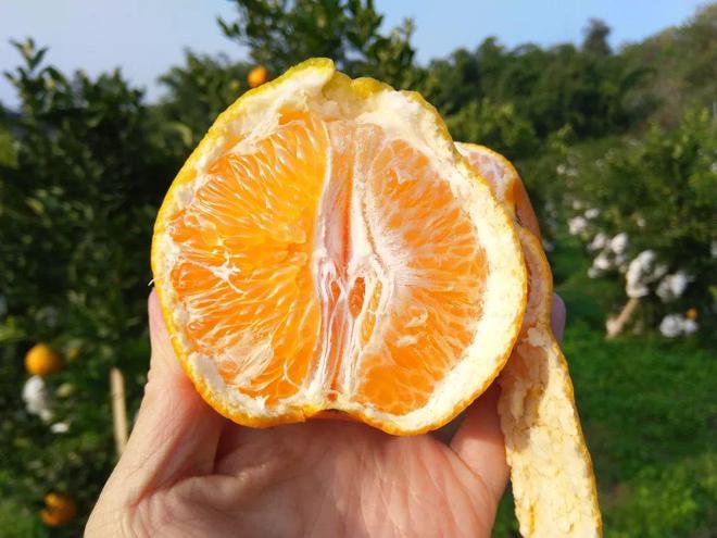 BB电子 BB电的app一方水土养一方柑！四川蒲江现摘「春见耙耙柑」279元箱包邮到家！柔嫩爆汁无渣清甜！！(图8)