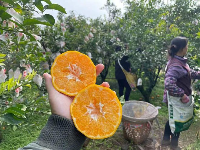 BB电子 BB电的app一方水土养一方柑！四川蒲江现摘「春见耙耙柑」279元箱包邮到家！柔嫩爆汁无渣清甜！！(图10)