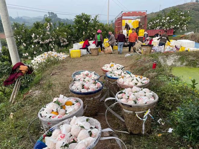 BB电子 BB电的app一方水土养一方柑！四川蒲江现摘「春见耙耙柑」279元箱包邮到家！柔嫩爆汁无渣清甜！！(图11)