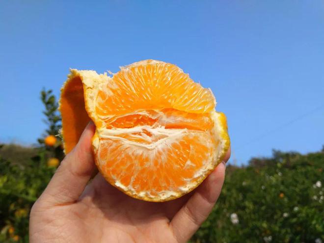 BB电子 BB电的app一方水土养一方柑！四川蒲江现摘「春见耙耙柑」279元箱包邮到家！柔嫩爆汁无渣清甜！！(图7)