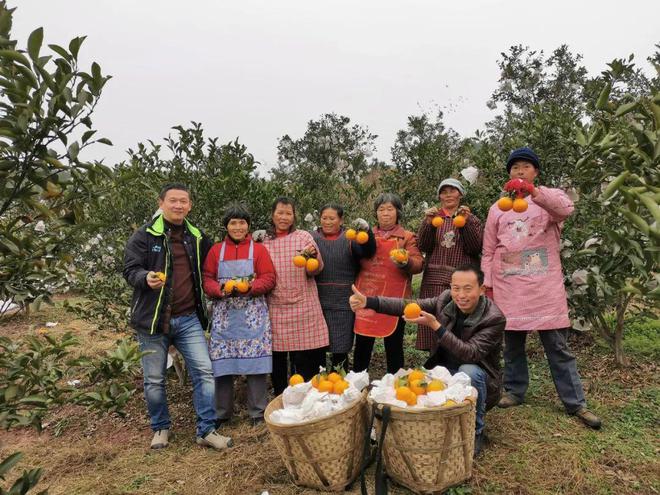 BB电子 BB电的app一方水土养一方柑！四川蒲江现摘「春见耙耙柑」279元箱包邮到家！柔嫩爆汁无渣清甜！！(图12)