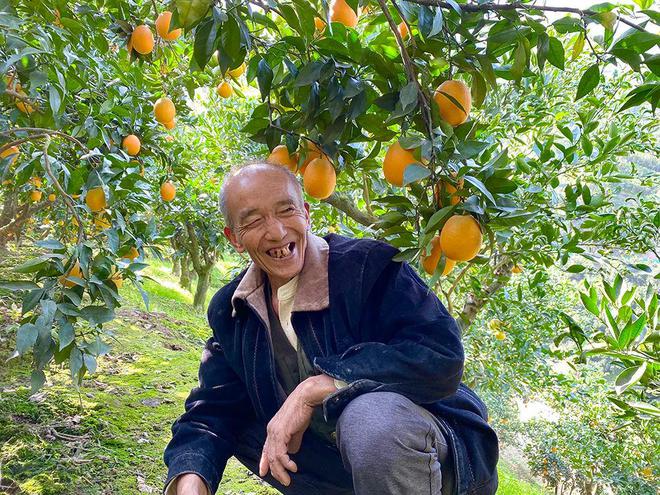 BB电子特价！299元箱包邮！九月红手剥橙爆汁鲜甜！山路陡峭蜿蜒果农艰难背出山超嫩果肉橙中稀品！(图12)