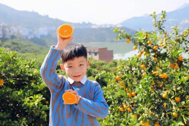 BB电子特价！299元箱包邮！九月红手剥橙爆汁鲜甜！山路陡峭蜿蜒果农艰难背出山超嫩果肉橙中稀品！(图13)