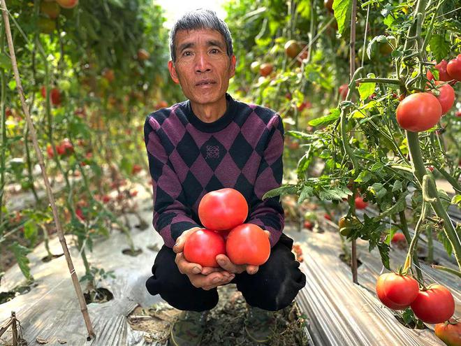 BB电子助力！攀枝花『露天普罗旺斯西红柿』259箱包邮风味浓郁亦蔬亦果带您重拾童年味道！(图1)