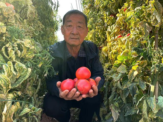 BB电子助力！攀枝花『露天普罗旺斯西红柿』259箱包邮风味浓郁亦蔬亦果带您重拾童年味道！(图12)