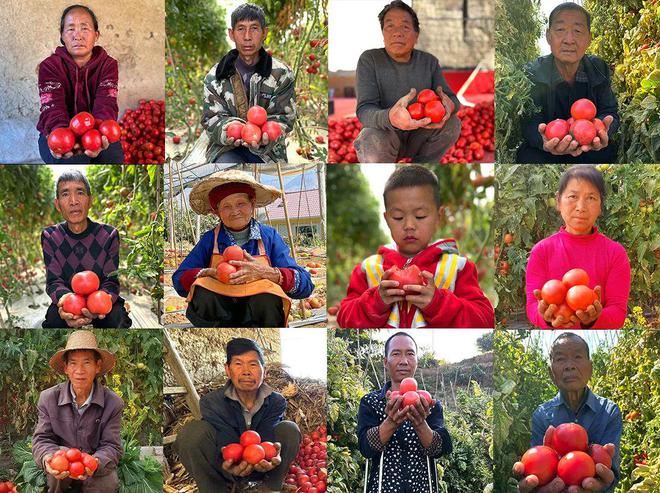 BB电子助力！攀枝花『露天普罗旺斯西红柿』259箱包邮风味浓郁亦蔬亦果带您重拾童年味道！(图13)