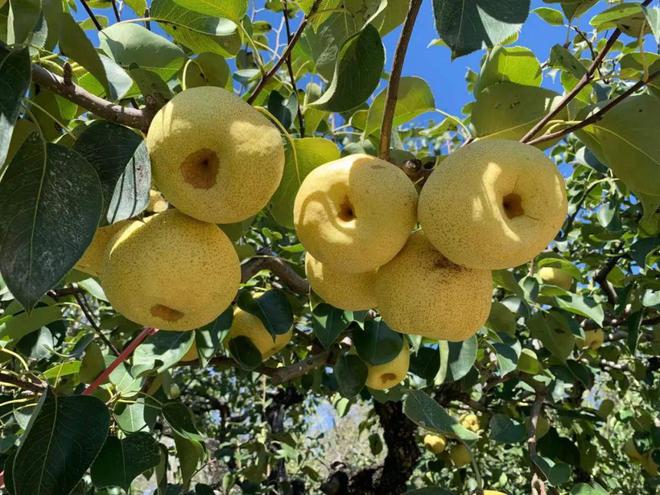 BB电子可达20度爆甜！『蜂蜜梨』酥脆多汁自带蜂糖般的回甘！249箱包邮！酥脆多汁！(图2)