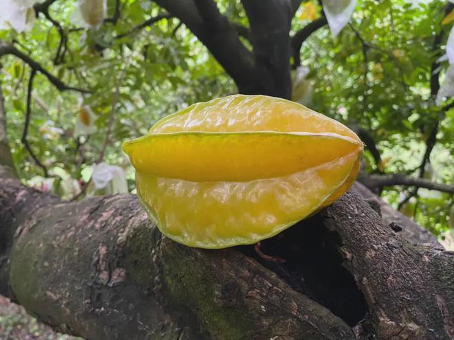 BB电子树上自然熟！259箱包邮『福建下河甜杨桃』果汁含量高达90%！脆嫩清甜、芳香可口！(图3)