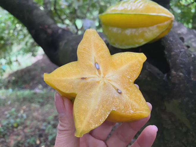 BB电子树上自然熟！259箱包邮『福建下河甜杨桃』果汁含量高达90%！脆嫩清甜、芳香可口！(图4)