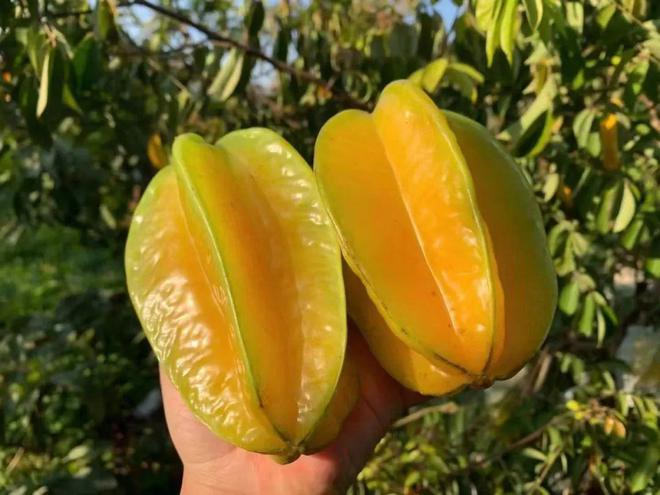 BB电子树上自然熟！259箱包邮『福建下河甜杨桃』果汁含量高达90%！脆嫩清甜、芳香可口！(图11)