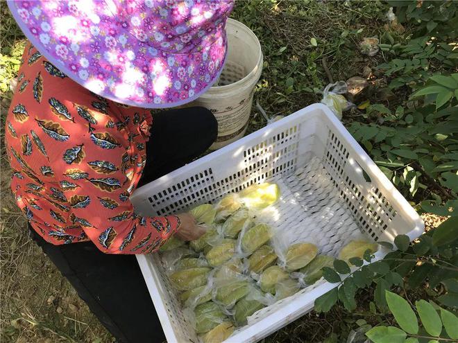 BB电子树上自然熟！259箱包邮『福建下河甜杨桃』果汁含量高达90%！脆嫩清甜、芳香可口！(图6)