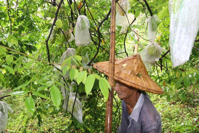 BB电子树上自然熟！259箱包邮『福建下河甜杨桃』果汁含量高达90%！脆嫩清甜、芳香可口！(图9)