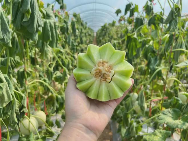 BB电子299箱包邮！甜到让你尖叫！比冰淇淋还好吃！从藤上到舌尖果农辛勤种植鲜到让你惊叹！(图5)