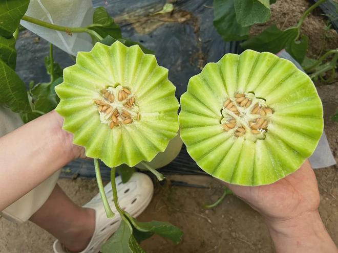 BB电子299箱包邮！甜到让你尖叫！比冰淇淋还好吃！从藤上到舌尖果农辛勤种植鲜到让你惊叹！(图9)